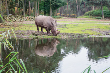 Naklejka premium Nosorożec pije z kałuży w zoo