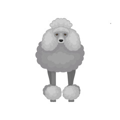Adorable gray poodle standing isolated on white background. Lovely dog with shiny eyes. Flat vector design