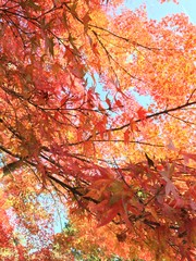 紅葉
