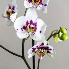 Fototapeta na wymiar Flowers of phalaenopsis on a gray background. Square template for your design.