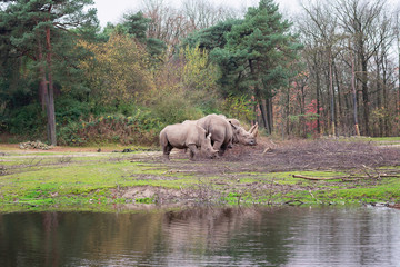 Naklejka premium Rodzina nosorożców na skraju kałuży w zoo