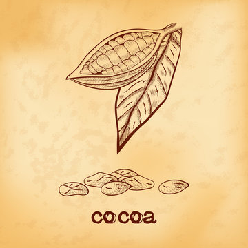 Fruit chocolate tree in a cut with cocoa beans and leaf - Theobroma cacao - on aged yellowed background. Hand drawn sketch in vintage engraving style. Botanical vector illustration.