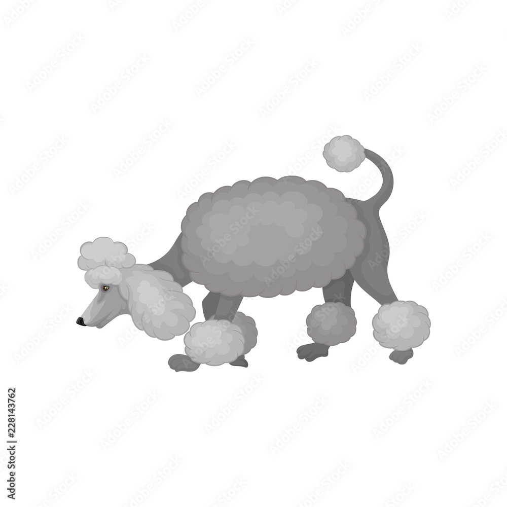 Poster Curious poodle puppy walking and sniffing around. Small dog with gray fluffy hair. Home pet. Flat vector icon