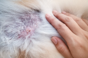 The Dermatitis in dog,show disease on dog skin