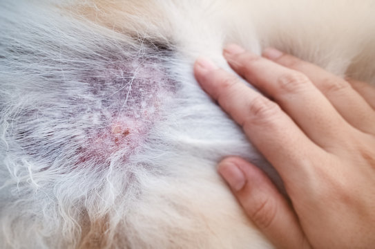 The Dermatitis In Dog,show Disease On Dog Skin