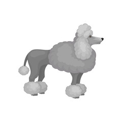 Adult poodle standing isolated on white background. Lovely dog with gray fluffy coat. Flat vector design