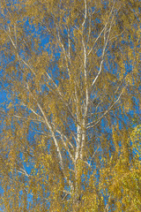 Beautiful old birch with yellow leaves on the blue sky on sunny day