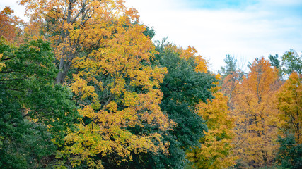 Obraz premium tree colours in autumn