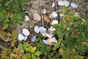 Muschelschalen zwischen Heckenrosen auf Dünensand