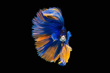 Stof per meter The moving moment beautiful of siamese betta fish or splendens fighting fish in thailand on black background. Thailand called Pla-kad or biting fish. © Soonthorn