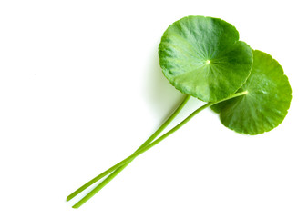 Asiatic on white background.