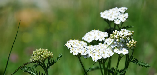 Schafgarbe, Gebirgsschafgarbe, Banner © Zeitgugga6897