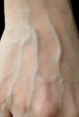 blood veins