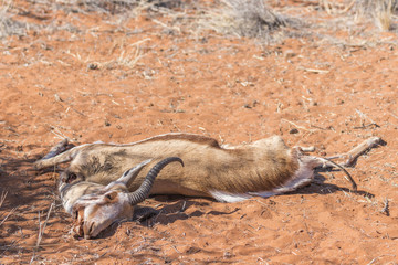 A dead springbok ( Antidorcas Marsupialis), Kalahari Desert, Namibia.