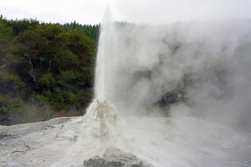 View of the Lady Knox geyser erupting in the Waiotapu area of the Taupo Volcanic Zone in New Zealand