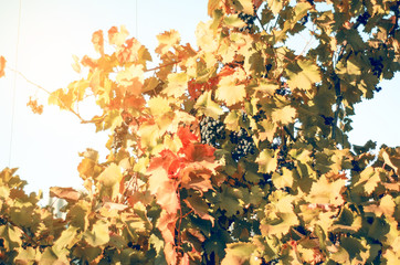 Grapes autumn sun nature natural on blur background