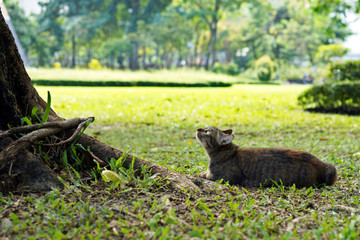 A cat is chasing a squirrel in a park