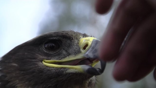 Eagle, hawk close up with a honorable face of American flag