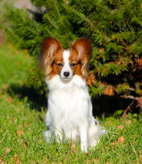 Papillon posing in the autumn on the background of spruce. Beautiful dog sitting in green grass with yellow leaves. Cute white puppy with a red head on the street. Vertical image.