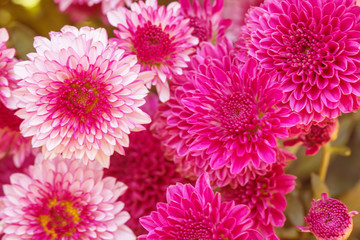 Colorful flowers chrysanthemum made with gradient for background,Abstract,texture,Soft and Blurred style.postcard.