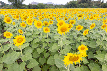 Sunflower, Sunflower facing the sun bright yellow sunflower Lopburi, Thailand.