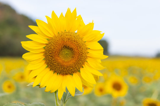 Sunflower, Sunflower facing the sun bright yellow sunflower Lopburi, Thailand.