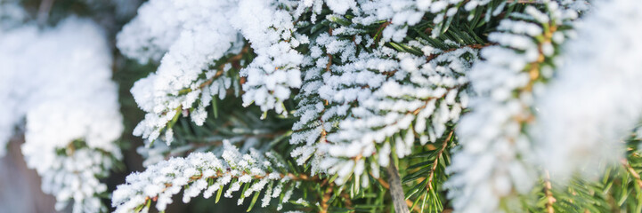 Panorama of fir branches covered with snow