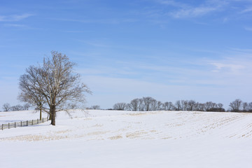 Tree in Snow Covered Field with Blue Sky