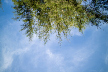 Green foliage background cloudy sky