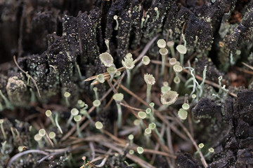 Tiny mushrooms on the long stems growing on tree stump in the forest, selective focus, macro view