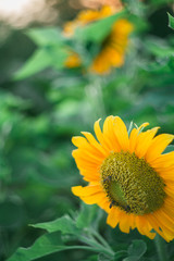Sun Flower. One of the flower varieties is the choice of flower plant enthusiasts. In addition to the beautiful blossoming flowers, the care is easy.