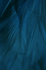Blur Bird chickens feather texture for background Abstract, soft color of art design.