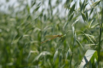 Golden dragonfly feeding on pollen from oat panicles