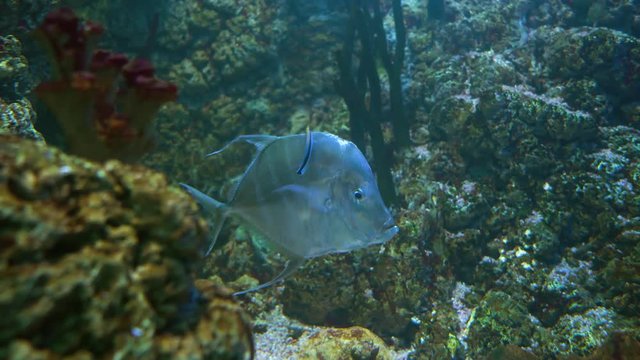 Lookdown (Selene vomer) is a game fish of the family Carangidae