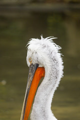 A Dalmatian Pelican brushing on a branch in the water
