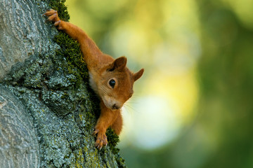Red Squirrel - Sciurus vulgaris