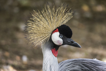 Portrait of the endangered gray-necked crane