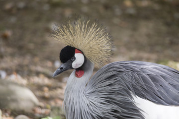 Portrait of the endangered gray-necked crane