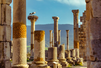 Storks on the nest at ruins of an ancient roman city in Volubilis, Morocco.