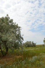 Obraz premium Ukraine.Arabatskaya arrow. Chokrak