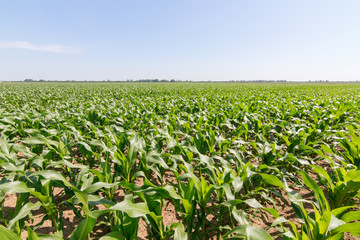 Green Corn Field. Green corn growing on the field, blue sky and sun © allexxandarx