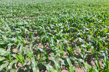 Green Corn Field. Green corn growing on the field, blue sky and sun © allexxandarx