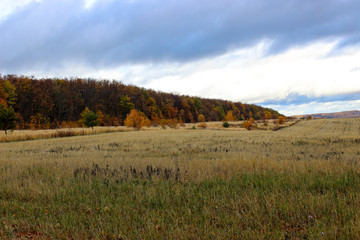 Autumn forest in the afternoon