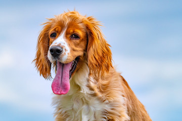 Extremely tired cocker spaniel dog pet on a vibrant color day