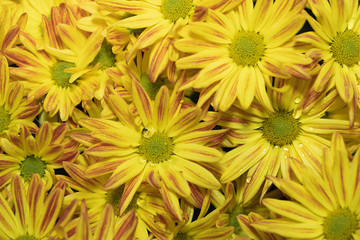wet yellow chrysanthemums
