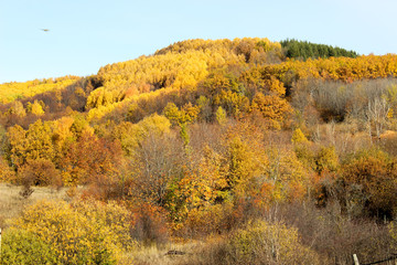 Autumn forest in the afternoon