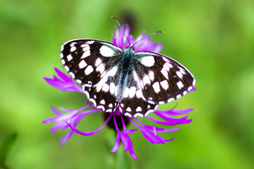 Melanargia galathea butterlfly