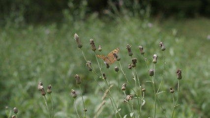butterfly flies along the lawn