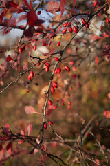 Berberis thunbergii