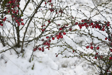 Berberis thunbergii